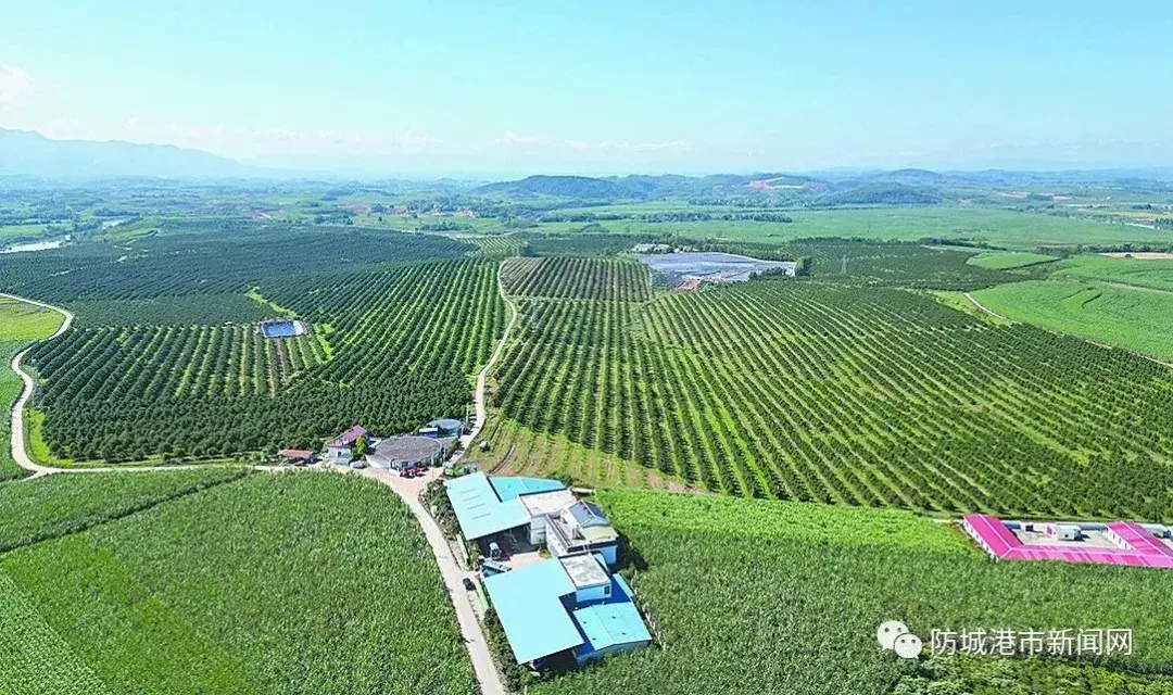 航拍十万大山坚果产业(核心)示范区种植基地。(资料图).webp