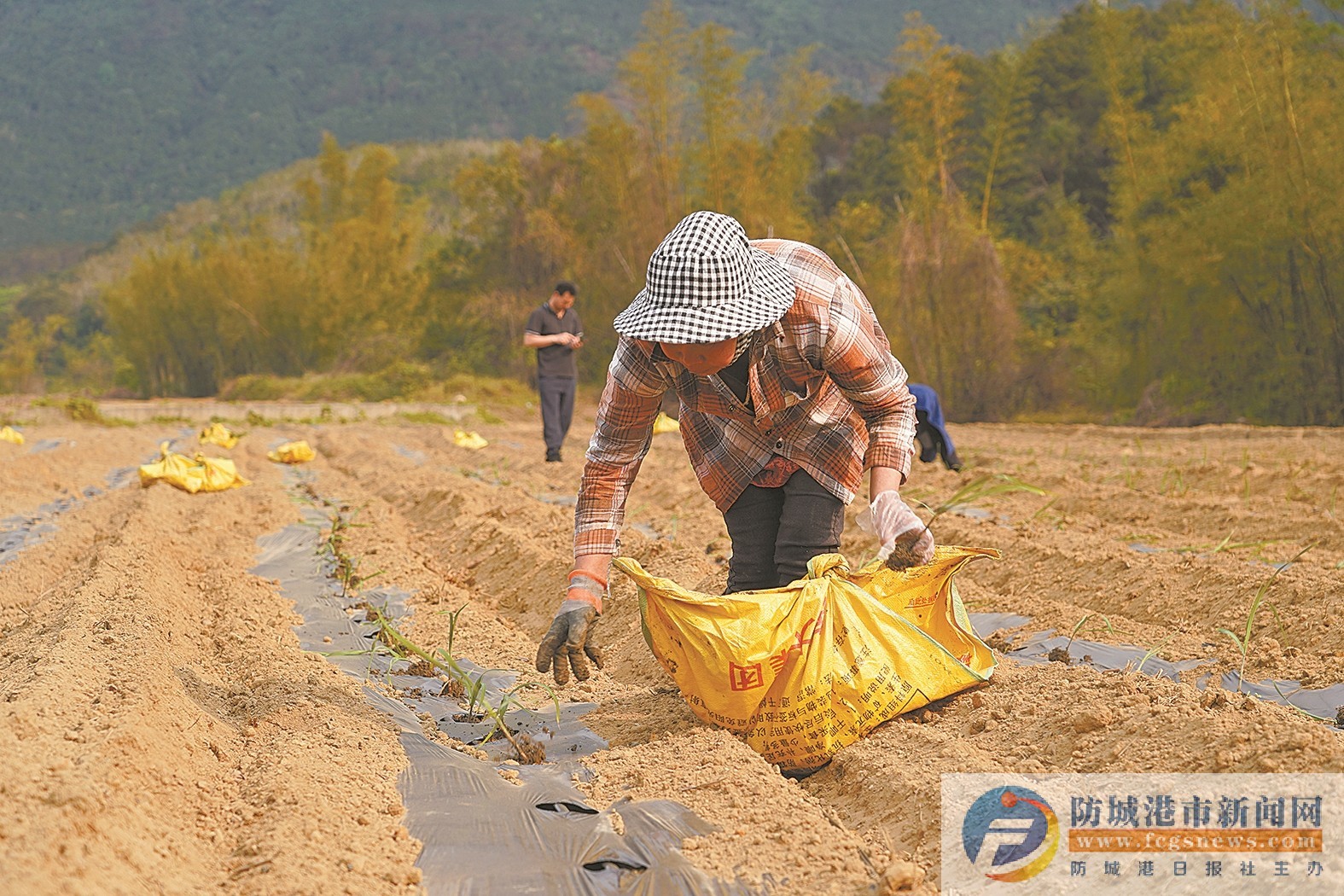 防城区那梭镇:百亩蔗田展新貌